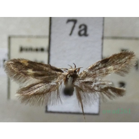 Borkhausenia minutella (Linnaeus, 1758) Czech7a